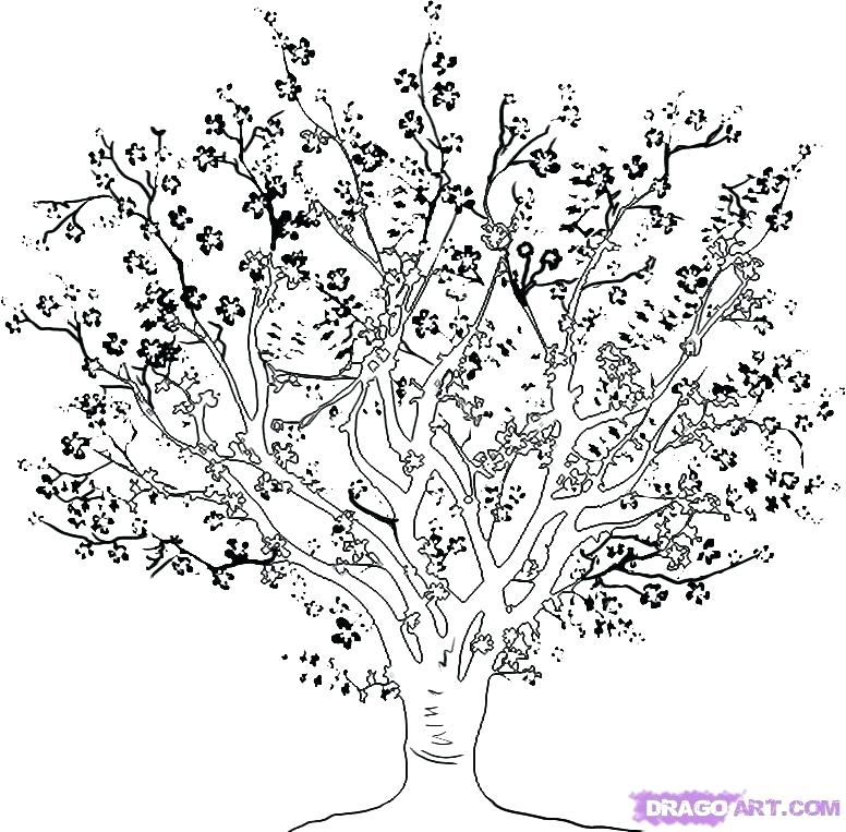 776x763 Cherry Blossom Tree Coloring Page Cherry Blossom Coloring Pages