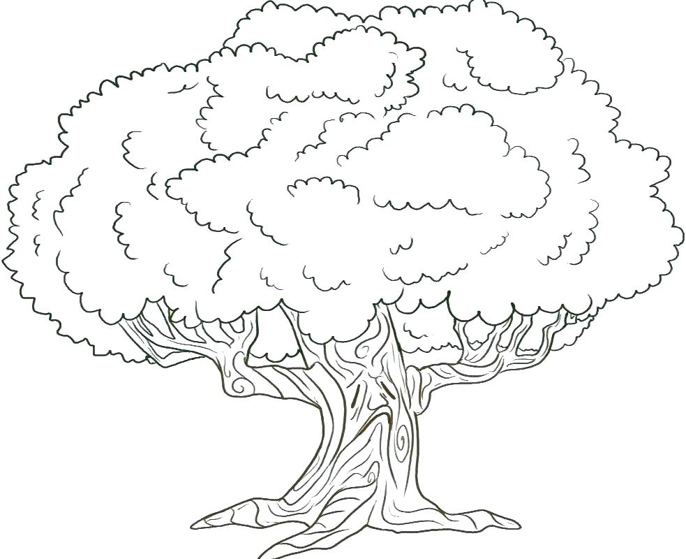 983x800 Coloring Book Trees Tree Coloring Pages Cherry Tree Coloring Page