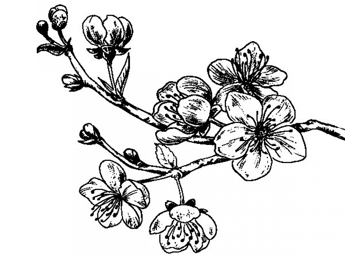 1152x864 Simple Tree Branch Coloring Cherry Page