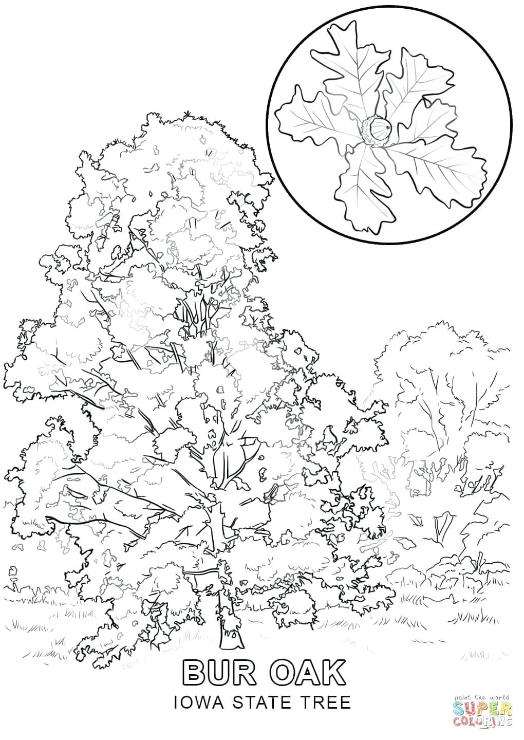1020x1440 Coloring Page Trees Coloring Pages Click The Blooming Cherry