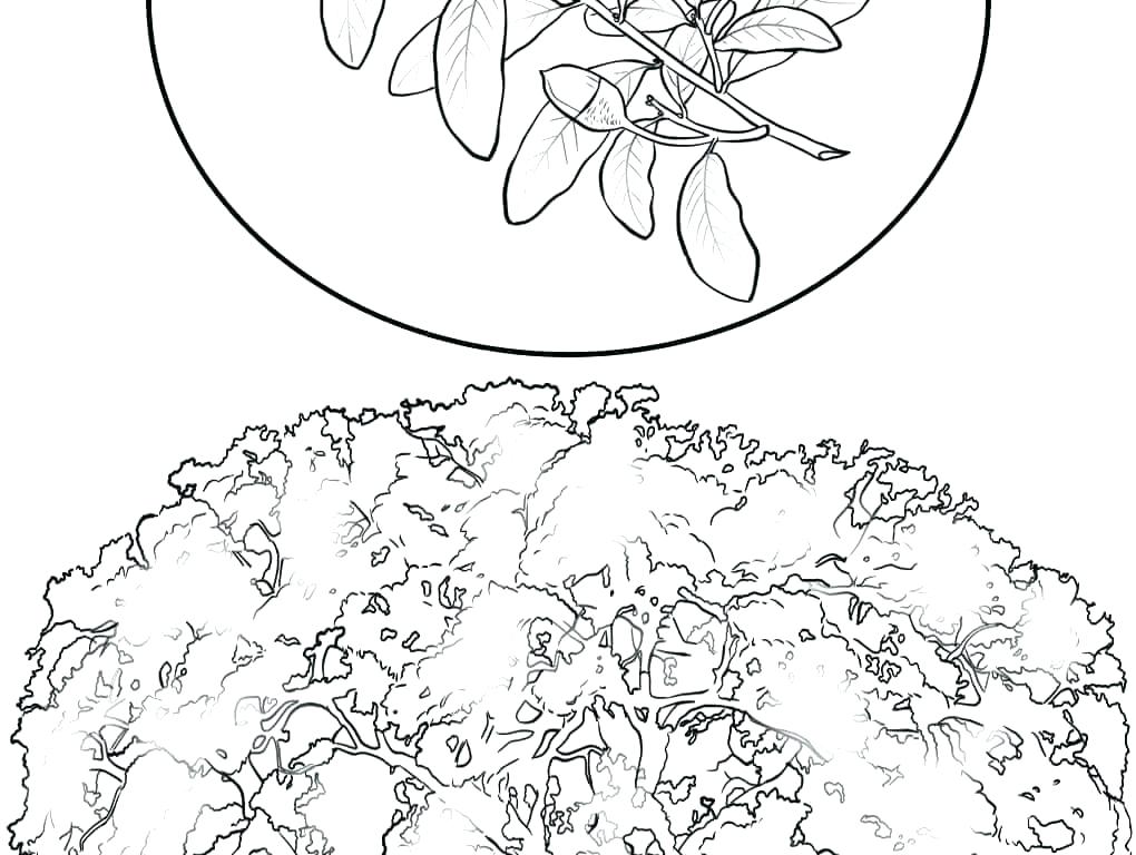 1020x768 Bamboo Coloring Pages Luxury Cherry Blossom Coloring Pages
