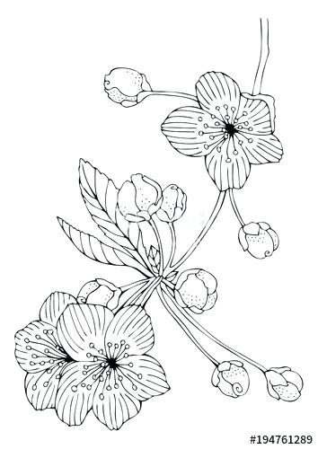 354x500 Cherry Blossom Coloring Page Cherry Blossoms Hand Drawn Picture