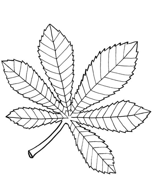 542x679 Tree Leaves Coloring Pages For Kids To Print For Free