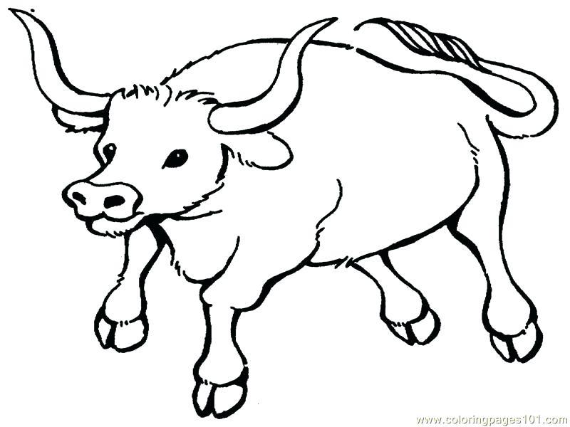 800x600 Bull Coloring Pages Printable Realistic Riding Rider Bulldog Bull