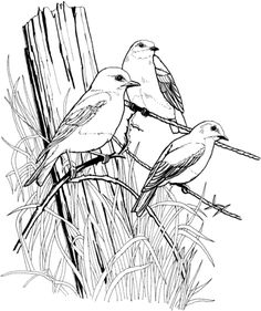 236x281 Black Capped Chickadee Coloring Page Free Printable Coloring