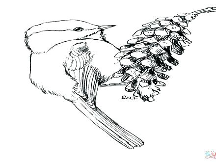 440x330 Chickadee Coloring Page Black Capped Chickadee Coloring Page