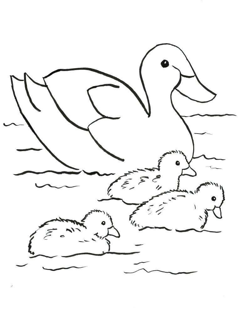 760x991 Chickadee Coloring Page Duck Family Coloring Page Black Capped