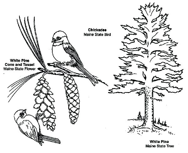 600x490 Chickadee Coloring Page Kids Drawing Of Carolina