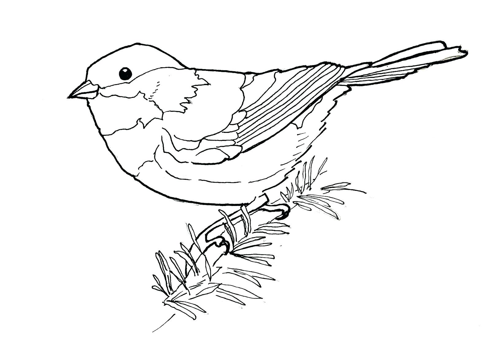 1600x1098 Coloring Pages For Kids Free How To Draw A Bird Step