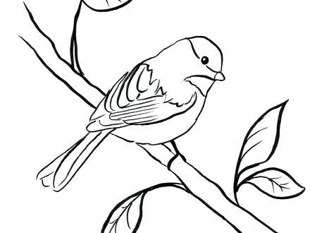 440x330 Coloring Chickadee Coloring Page Bell Black Capped Chickadee