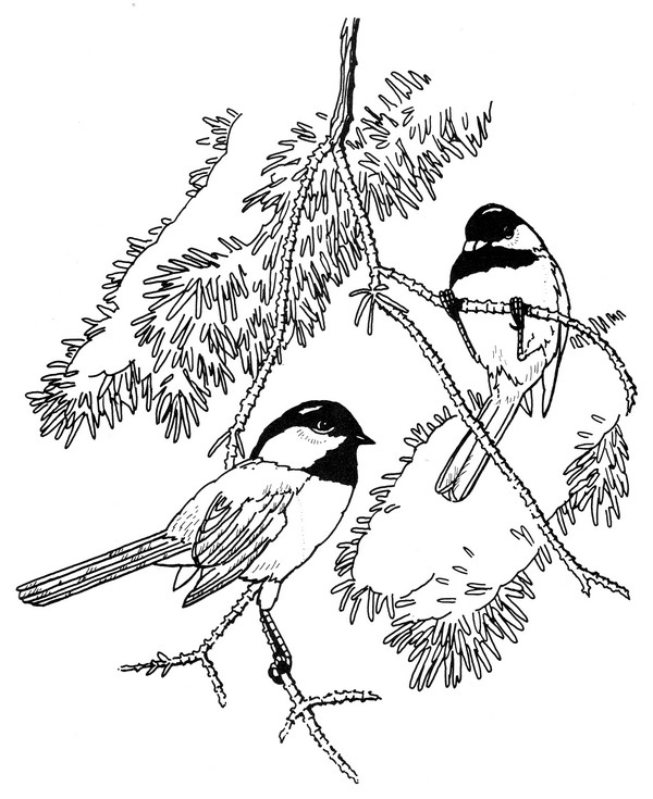 600x735 Black Capped Chickadee Coloring Page Creativetherapytools