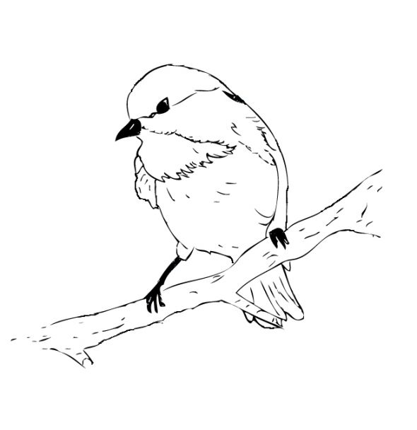 590x608 Black Capped Chickadee Coloring Page Embroidery Patterns