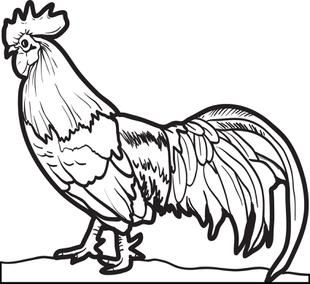 310x284 Realistic Chicken Coloring Page Free Printable, Free And Chicken
