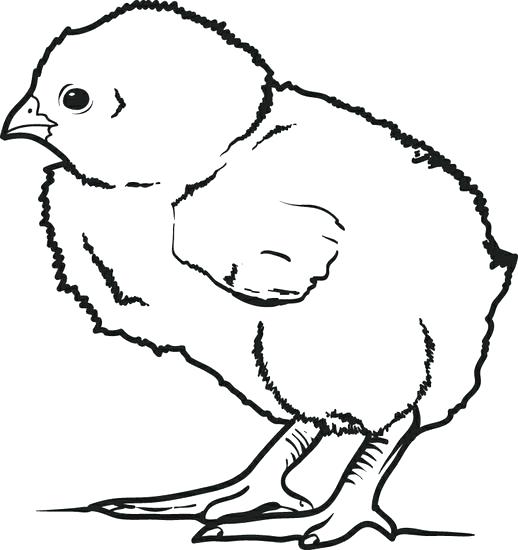 518x550 Printable Chicken Coloring Pages Professional