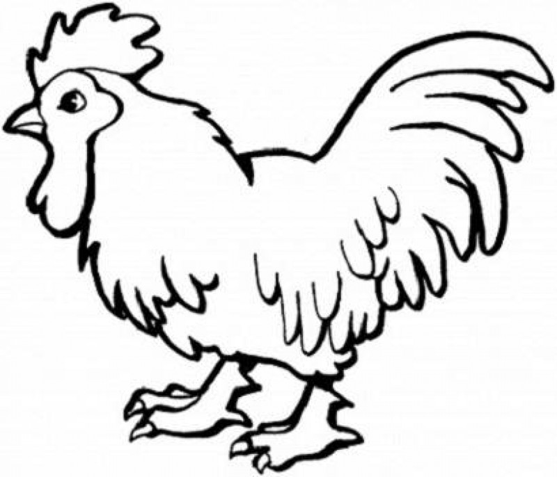 800x686 Chicken Food Coloring Page Images Pictures