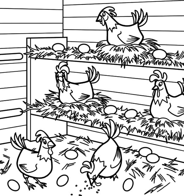 600x638 Coloring Page Chicken