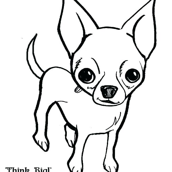 600x600 Chihuahua Coloring Page