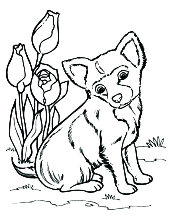 600x775 Chihuahua Coloring Pages