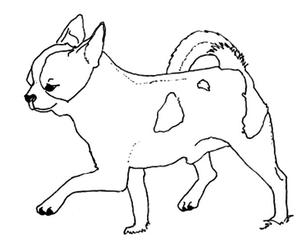 600x483 Chihuahua Coloring Page
