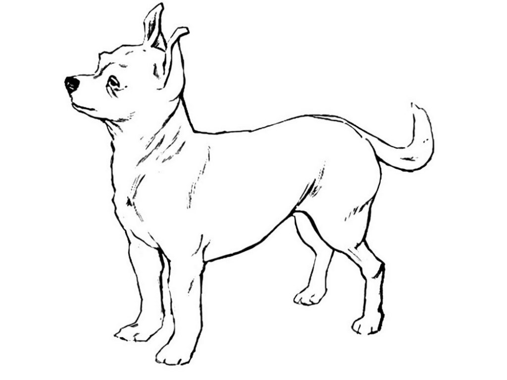 1024x768 Coloring Pages And Coloring Books Chihuahua Coloring Page