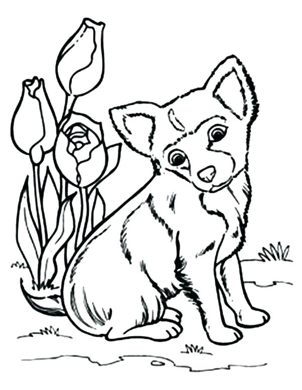 600x775 Tulip Coloring Pages Tulips Coloring Pages Chihuahua Dog Sitting