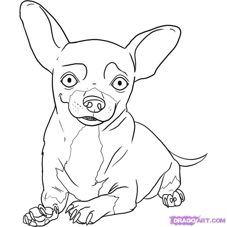 780x778 How To Draw A Chihuahua Step Drawings Chiwawa