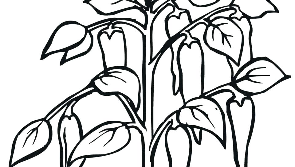 960x544 Coloring Pages Trees Plants And Flowers Coloring Pages Of Trees