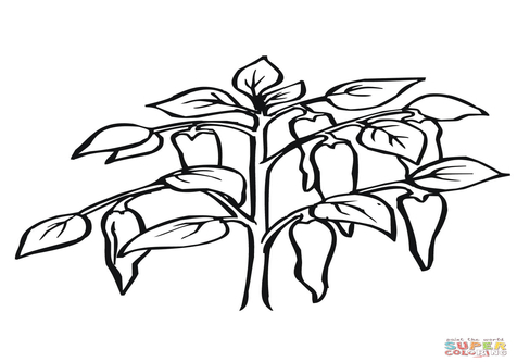476x333 Pepper Coloring Sheet Chili Plant Page