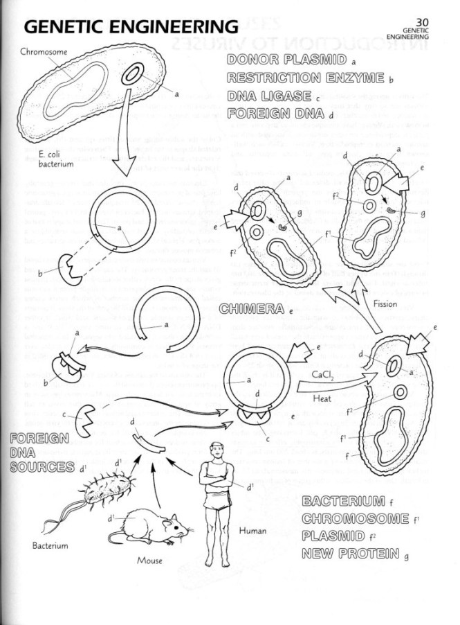 665x902 Microbiology Coloring Book Trend The Microbiology Coloring Book