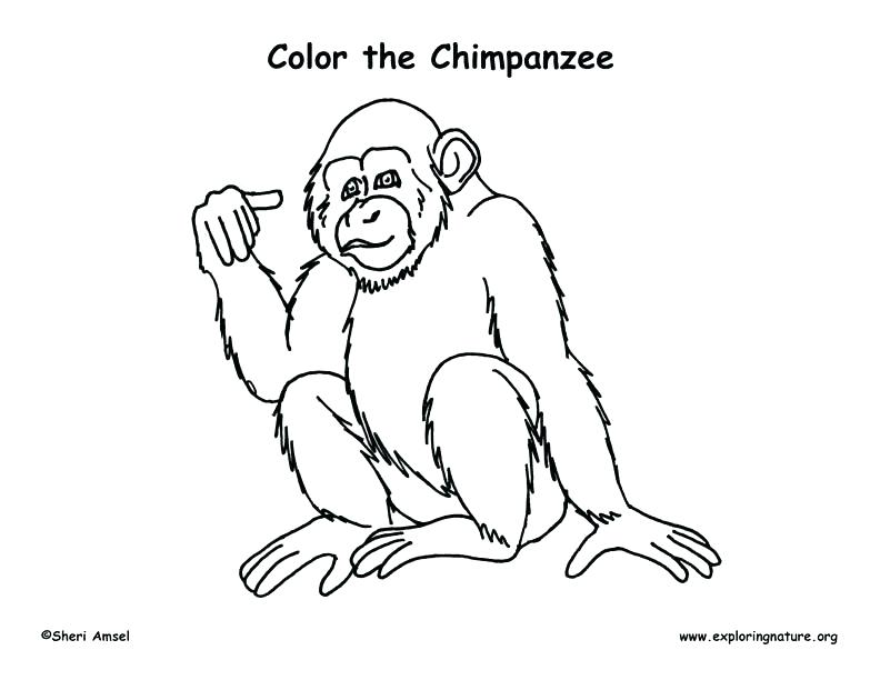 792x612 Chimpanzee Coloring Pages Download Chimpanzee Animal Coloring