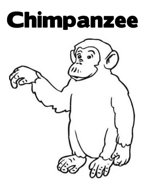 468x605 Chimpanzee Coloring Pages To Kids