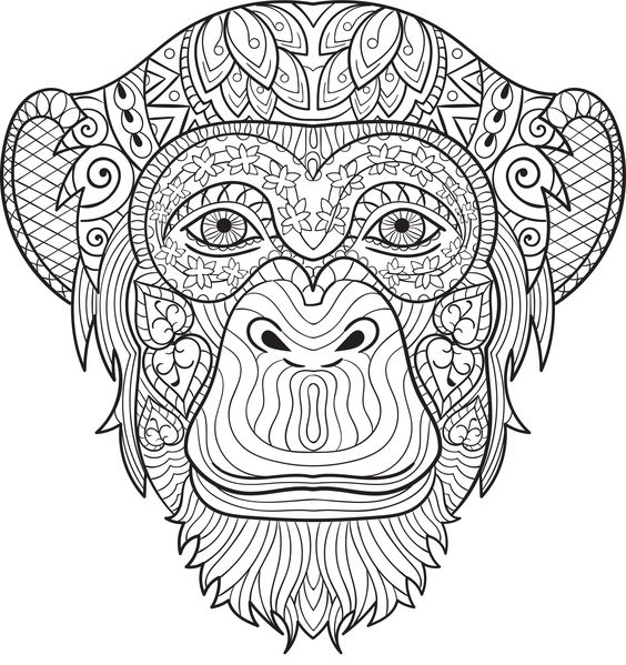 564x599 Chimpanzee Coloring For Adults