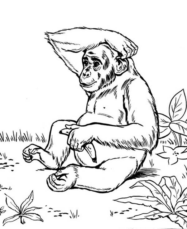 600x734 Chimpanzee Pictures To Color Chimpanzee Pictures To Color
