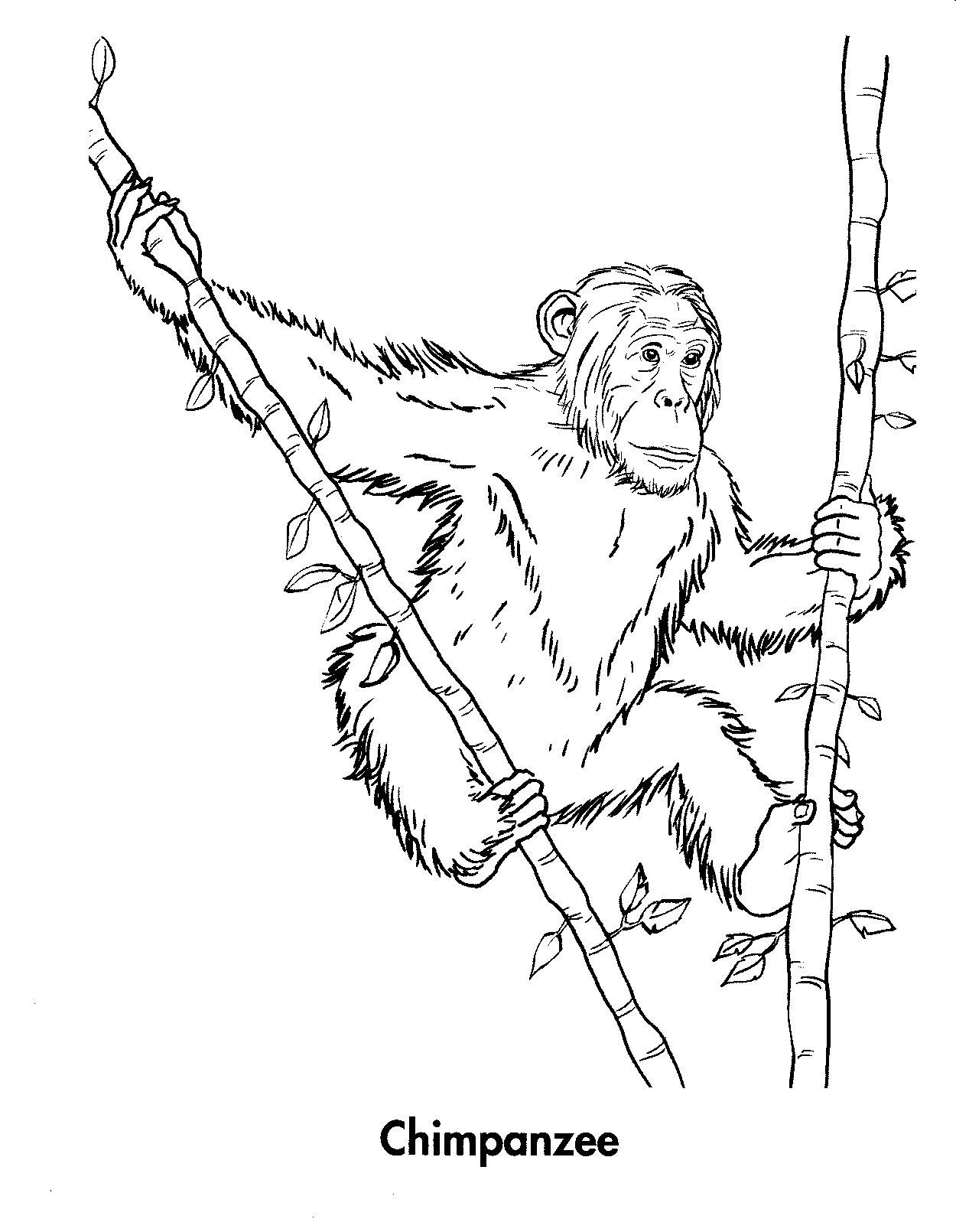1250x1610 Free Printable Chimpanzee Coloring Pages For Kids Dibujo