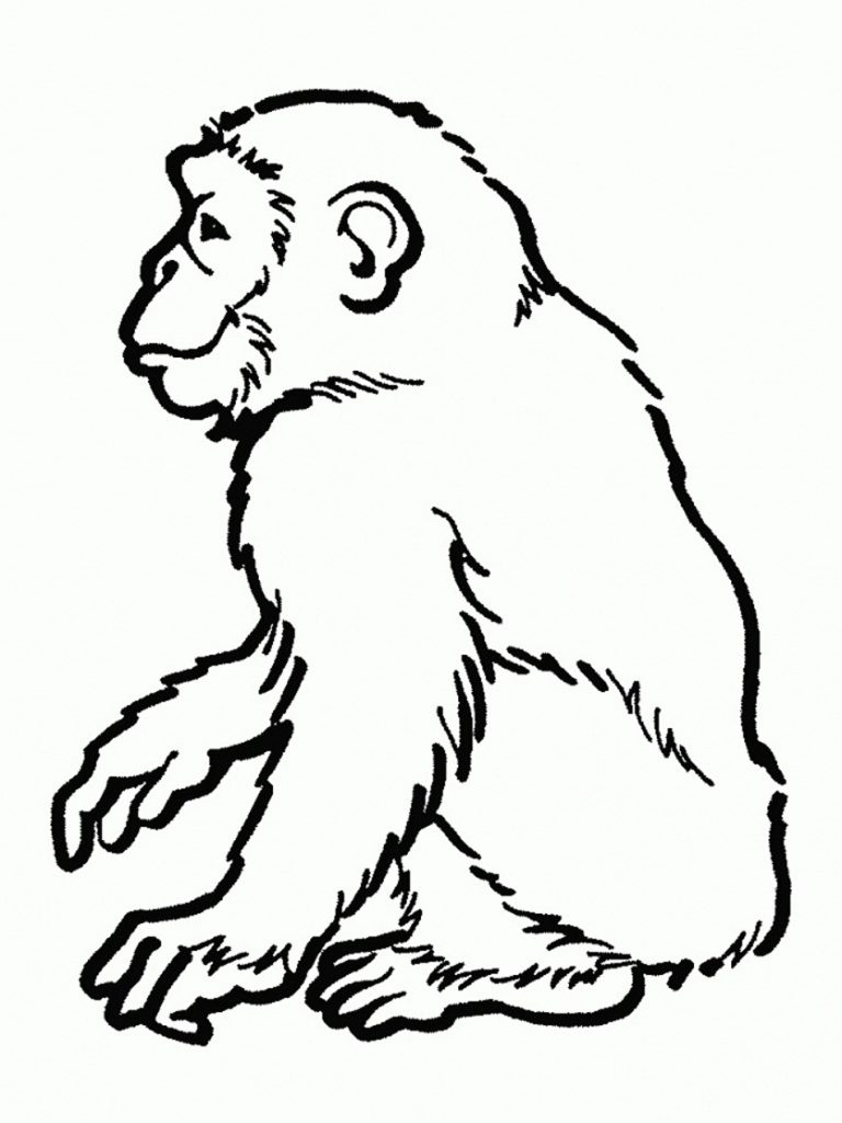 768x1024 Unique Chimpanzee Page To Color Gallery Printable Coloring Sheet
