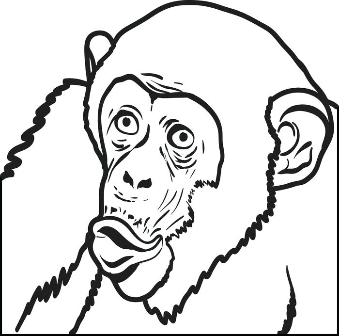 700x693 Chimpanzee Coloring Page Printable Chimpanzee Coloring Page Baby