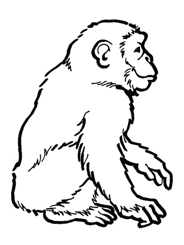 600x800 Chimpanzee Coloring Page