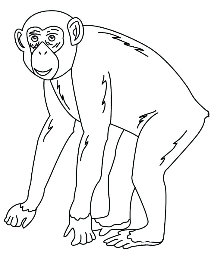 700x857 Chimpanzee Coloring Page