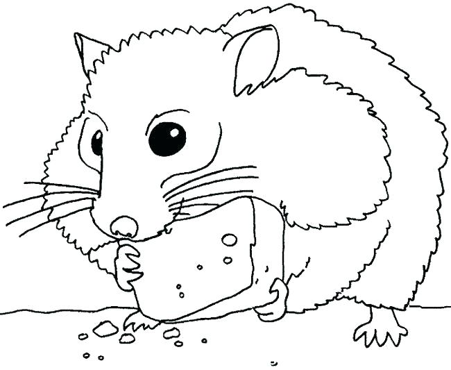 650x533 Coloring Page Hamster Gerbil Pages Animal Chinchilla Thanksgiving