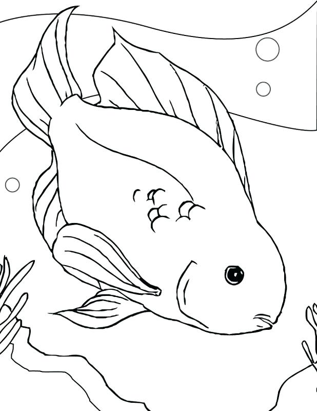 618x800 Ferret Coloring Pages Chinchilla Coloring Page Ferret Coloring