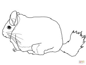 300x226 Long Tailed Chinchilla Download For Coloring Page