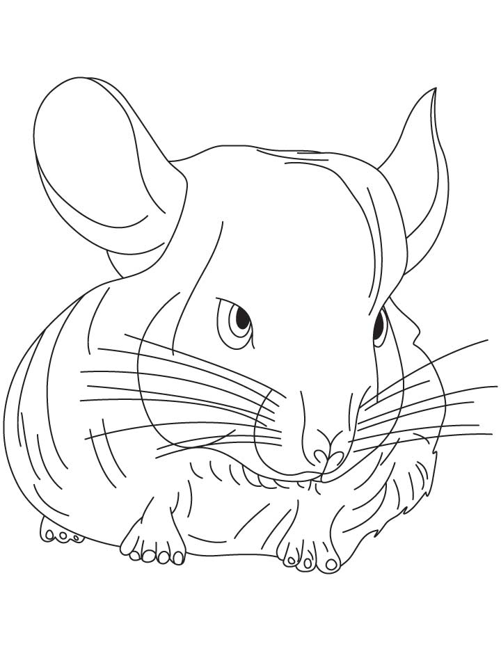 720x936 Chinchilla Coloring Pages To Print Small Chinchilla Coloring Pages