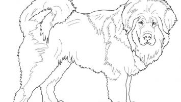 355x200 Chinchillas Coloring Pages Free Coloring For Kids