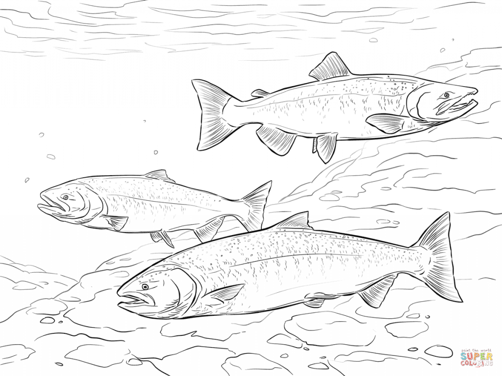1024x768 Chinook Salmon Download Coloring Page