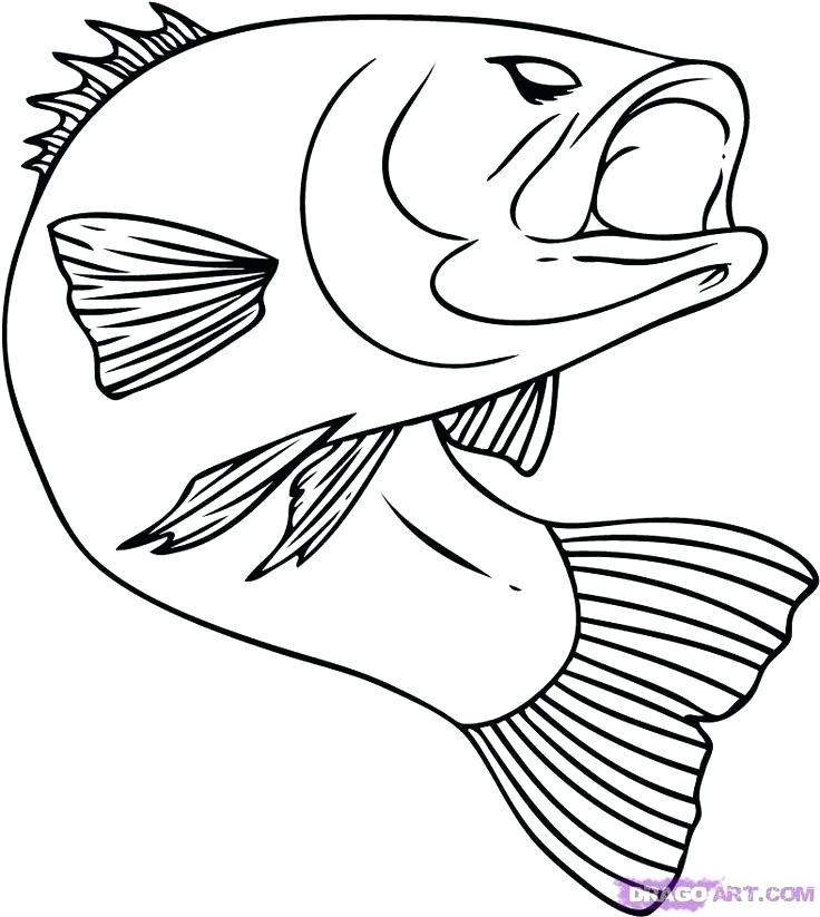 736x823 Salmon Coloring Pages Salmon Coloring Page Stock Coloring Pages