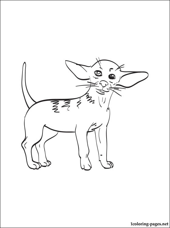 560x750 Chihuahua Coloring Page Coloring Pages