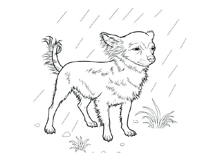 700x500 Chihuahua Coloring Page Hills Chihuahua Coloring Pages Coloring