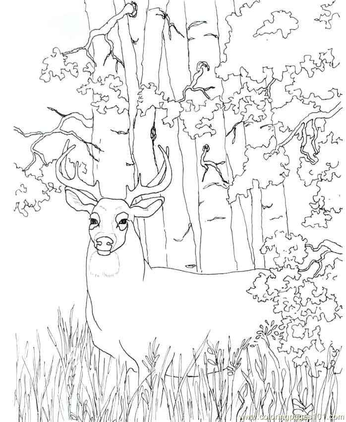 698x852 Coloring Pages Free Coloring Pages Red Deer John Deere Printable