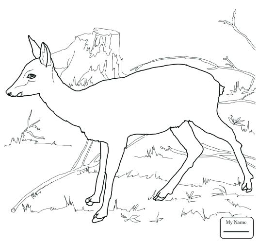532x500 Deer Coloring Page Deer Head Outline Printable Sketch Coloring
