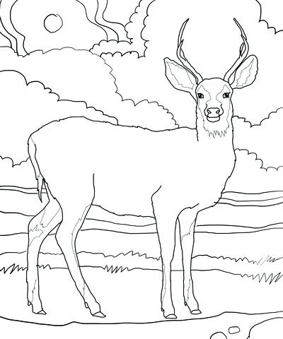 400x480 Deer Coloring Page Insider Deer Pictures To Print Coloring Page
